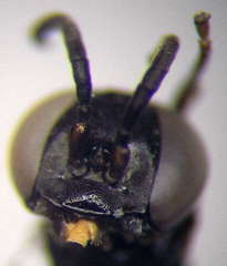 Tachysphex consocius