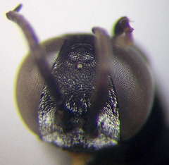 Tachysphex consocius