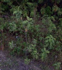 Pluchea carolinensis