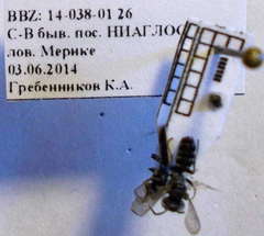 Tachysphex consocius