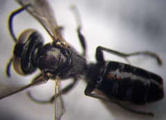 Tachysphex consocius