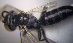 Tachysphex consocius