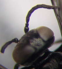 Tachysphex consocius