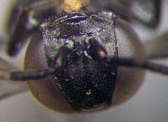 Tachysphex consocius
