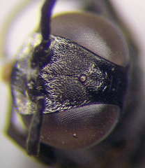 Tachysphex consocius