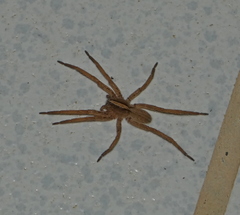 Centroctenus brevipes