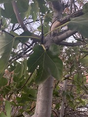 Ficus carica