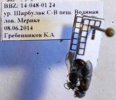 Tachysphex consocius