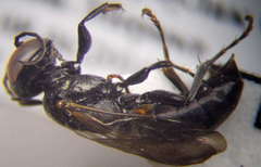 Tachysphex consocius