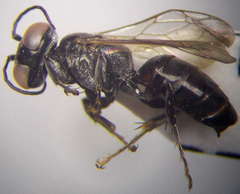 Tachysphex consocius