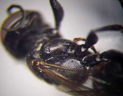 Tachysphex consocius