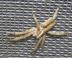 Neoctenus