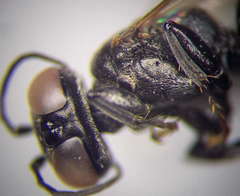 Tachysphex consocius
