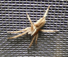 Neoctenus