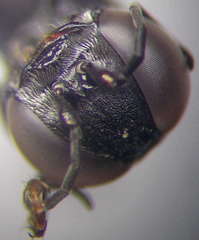 Tachysphex consocius