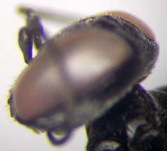 Tachysphex consocius