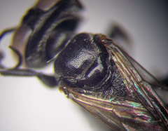 Tachysphex consocius