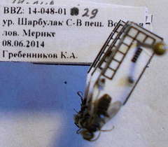 Tachysphex consocius