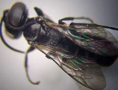 Tachysphex consocius