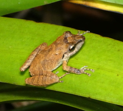 Pristimantis ramagii