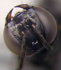 Tachysphex consocius