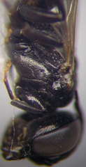 Tachysphex consocius
