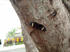 Melanis leucophlegma