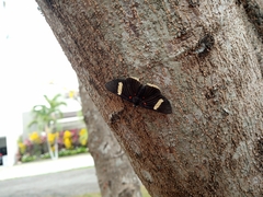 Melanis leucophlegma