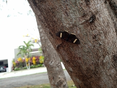 Melanis leucophlegma