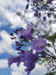 Jacaranda mimosifolia