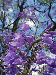 Jacaranda mimosifolia