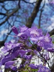 Jacaranda mimosifolia