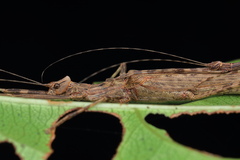 Trachythorax illaesa