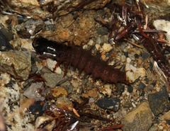 Dysmicohermes disjunctus