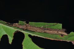 Trachythorax illaesa