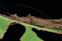 Trachythorax illaesa