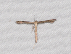 Stenoptilodes taprobanes