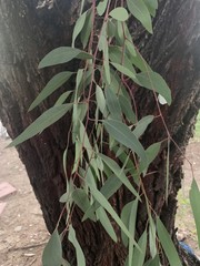 Eucalyptus sideroxylon