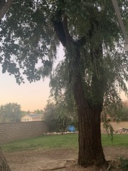 Eucalyptus sideroxylon