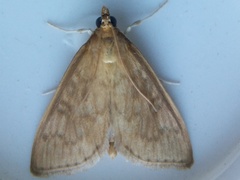 Framinghamia helvalis