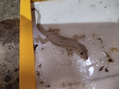 Hemidactylus platyurus