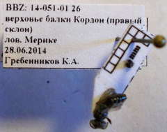 Tachysphex consocius