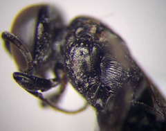 Tachysphex consocius