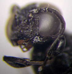 Tachysphex consocius