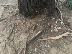 Eucalyptus sideroxylon