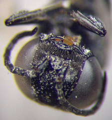 Tachysphex consocius