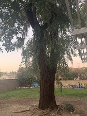 Eucalyptus sideroxylon