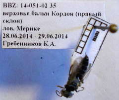 Tachysphex consocius