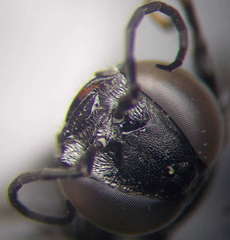 Tachysphex consocius