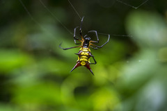 Micrathena kirbyi